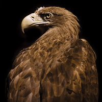 Buy canvas prints of Aquila chrysaetos Golden eagle  by Arletta Cwalina