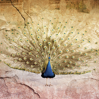 Buy canvas prints of Peacock bird textured background by Arletta Cwalina