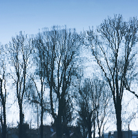 Buy canvas prints of Blue trees sadness by Arletta Cwalina