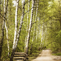 Buy canvas prints of Spring birches woods footpath by Arletta Cwalina