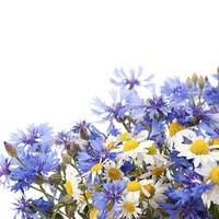 Buy canvas prints of Chamomile and cornflower mix by Arletta Cwalina