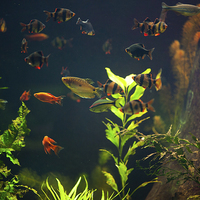 Buy canvas prints of Aquarium fish group in zoo by Arletta Cwalina