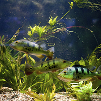 Buy canvas prints of Aquarium striped fishes group by Arletta Cwalina