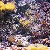 Buy canvas prints of Coral reef aquarium in zoo by Arletta Cwalina
