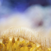 Buy canvas prints of Yellow coral reef macro by Arletta Cwalina