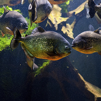 Buy canvas prints of Red bellied piranha or red piranha by Arletta Cwalina