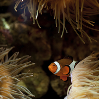 Buy canvas prints of Fish in sea anemones aquarium by Arletta Cwalina