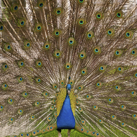 Buy canvas prints of Peacock display colourful tail by Arletta Cwalina