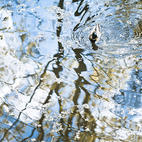 Buy canvas prints of Duck in water reflections abstract by Arletta Cwalina