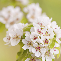 Buy canvas prints of Pear white flowering tree detail by Arletta Cwalina