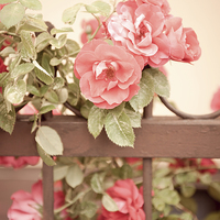 Buy canvas prints of Sepia roses flowers on fence by Arletta Cwalina