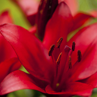 Buy canvas prints of Red Lily stamens macro by Arletta Cwalina