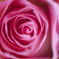 Buy canvas prints of Pink rose flower petals macro by Arletta Cwalina