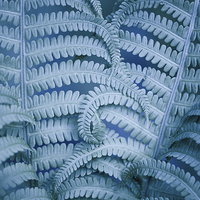 Buy canvas prints of Curled fern blue foliage macro by Arletta Cwalina