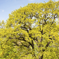 Buy canvas prints of Bright spring oak tree by Arletta Cwalina