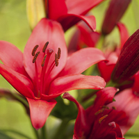 Buy canvas prints of Red Lily flower stamens by Arletta Cwalina