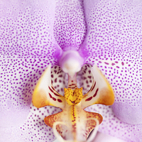 Buy canvas prints of Pink spotted Orchid macro by Arletta Cwalina
