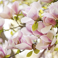 Buy canvas prints of Pink magnolia flowers in spring by Arletta Cwalina