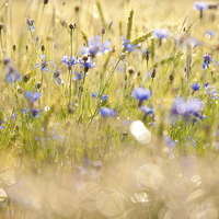 Buy canvas prints of Cornflowers after the rain by Arletta Cwalina