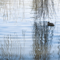 Buy canvas prints of Duck under willow droop twigs by Arletta Cwalina