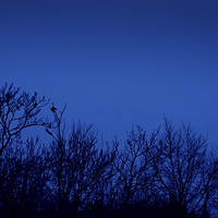 Buy canvas prints of Crows on trees silhouette by Arletta Cwalina