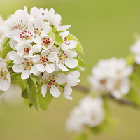 Buy canvas prints of White Pyrus abloom detail by Arletta Cwalina