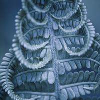 Buy canvas prints of Twisted fern blue leaf macro by Arletta Cwalina