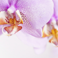 Buy canvas prints of Pink spotted Orchid copyspace by Arletta Cwalina