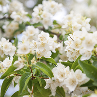 Buy canvas prints of Philadelphus white blossoms closeup by Arletta Cwalina