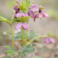 Buy canvas prints of Hellebore pink flowers closeup by Arletta Cwalina