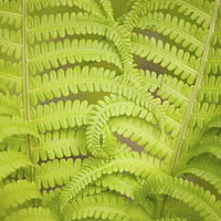 Buy canvas prints of Curled fern green foliage by Arletta Cwalina