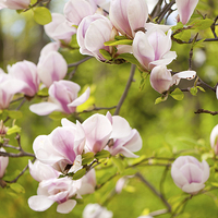 Buy canvas prints of Magnolia pink efflorescences by Arletta Cwalina