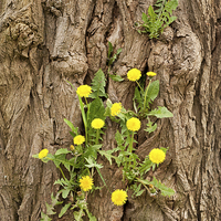 Buy canvas prints of Dandelion plants grow in tree by Arletta Cwalina