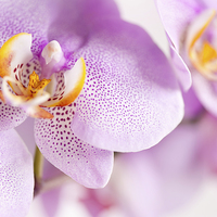 Buy canvas prints of Pink spotted Orchid blooming macro by Arletta Cwalina
