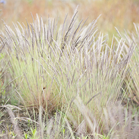 Buy canvas prints of Flowering decorative grass clumps by Arletta Cwalina