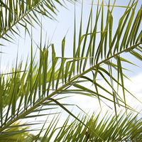 Buy canvas prints of Crown of palm tree leaves by Arletta Cwalina