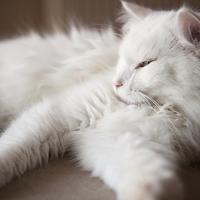 Buy canvas prints of Turkish Angora sleepy cat by Arletta Cwalina