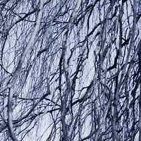 Buy canvas prints of Fall twigs blue tone by Arletta Cwalina