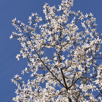 Buy canvas prints of Magnolia on the blue sky by Arletta Cwalina