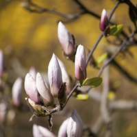 Buy canvas prints of Pink magnolia efflorescence buds by Arletta Cwalina