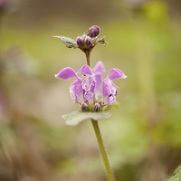 Buy canvas prints of Lamium maculatum pink blossoms by Arletta Cwalina