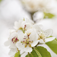 Buy canvas prints of White pear blossoms detail by Arletta Cwalina