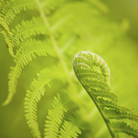 Buy canvas prints of Sprouting green fern foliage by Arletta Cwalina