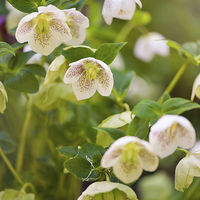 Buy canvas prints of Hellebore white spotted flowers by Arletta Cwalina