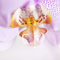 Buy canvas prints of Pink spotted Orchid abstract by Arletta Cwalina