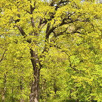 Buy canvas prints of Large spring oak tree by Arletta Cwalina