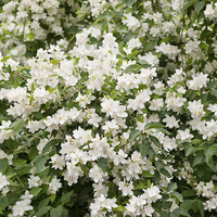 Buy canvas prints of Philadelphus white flowers shrub by Arletta Cwalina