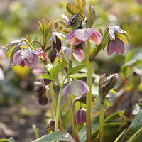 Buy canvas prints of Hellebore pink color flowers by Arletta Cwalina