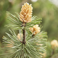 Buy canvas prints of Pinus Mugo pine blooming macro by Arletta Cwalina