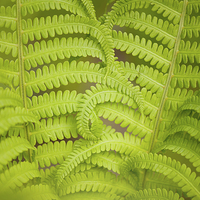 Buy canvas prints of Swirled fern green foliage by Arletta Cwalina
